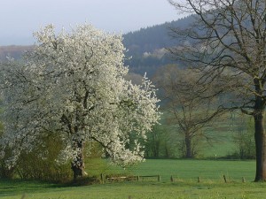 Landschaft_Fruehling